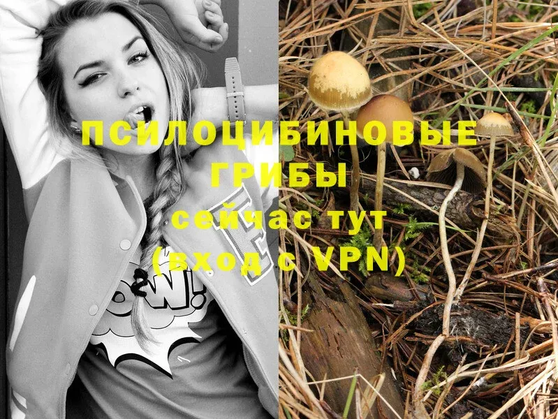 гидра сайт  Спасск-Рязанский  Псилоцибиновые грибы Psilocybine cubensis 